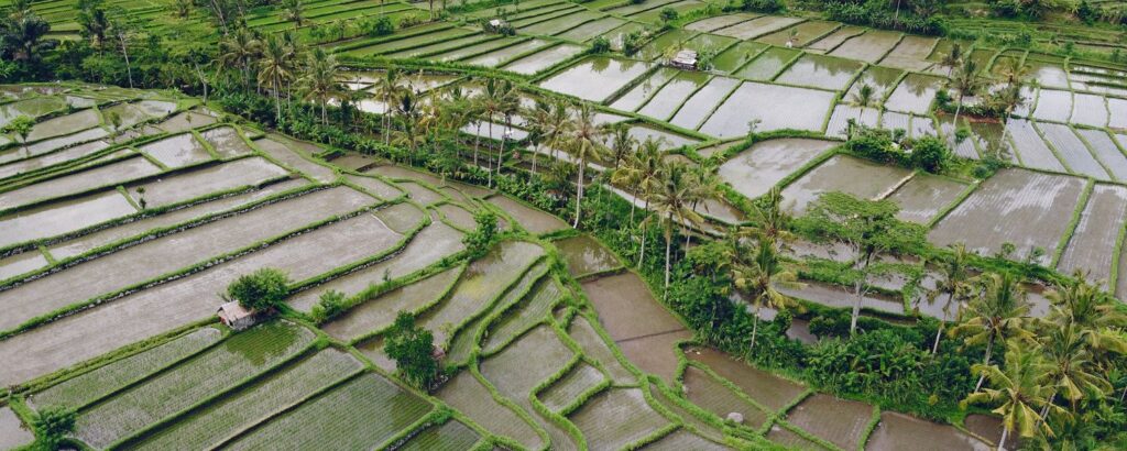 Understanding the Journey of Rice - Shri lal mahal