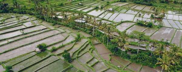 Ekta Rice Land From Field to Plate: Understanding the Journey of Basmati Rice ...