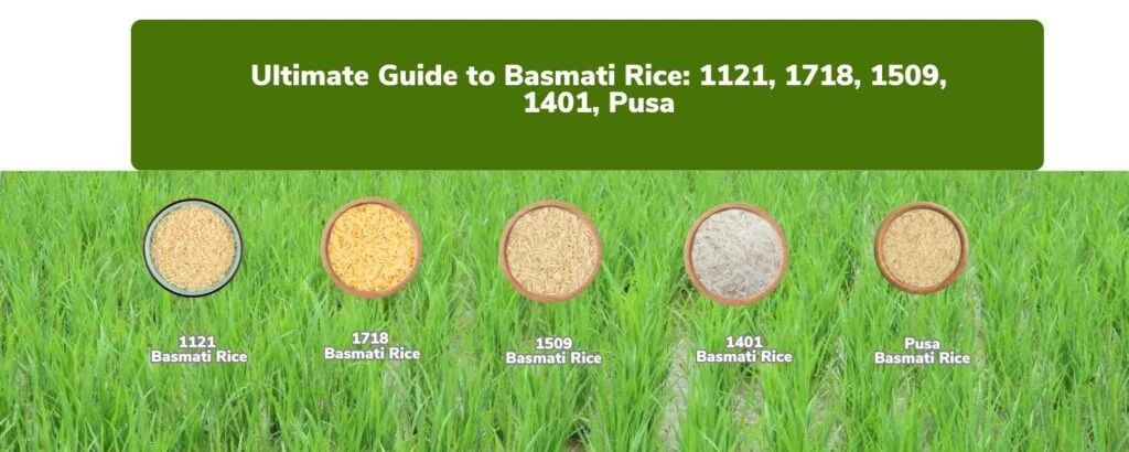 Ultimate Guide to Basmati Rice: 1121, 1718, 1509, 1401, Pusa 1121 Basmati Rice 1718 Basmati Rice 1509 Basmati Rice 1401 Basmati Rice Pusa Basmati Rice