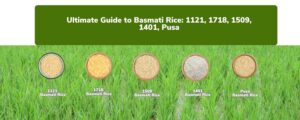 Ultimate Guide to Basmati Rice: 1121, 1718, 1509, 1401, Pusa 1121 Basmati Rice 1718 Basmati Rice 1509 Basmati Rice 1401 Basmati Rice Pusa Basmati Rice