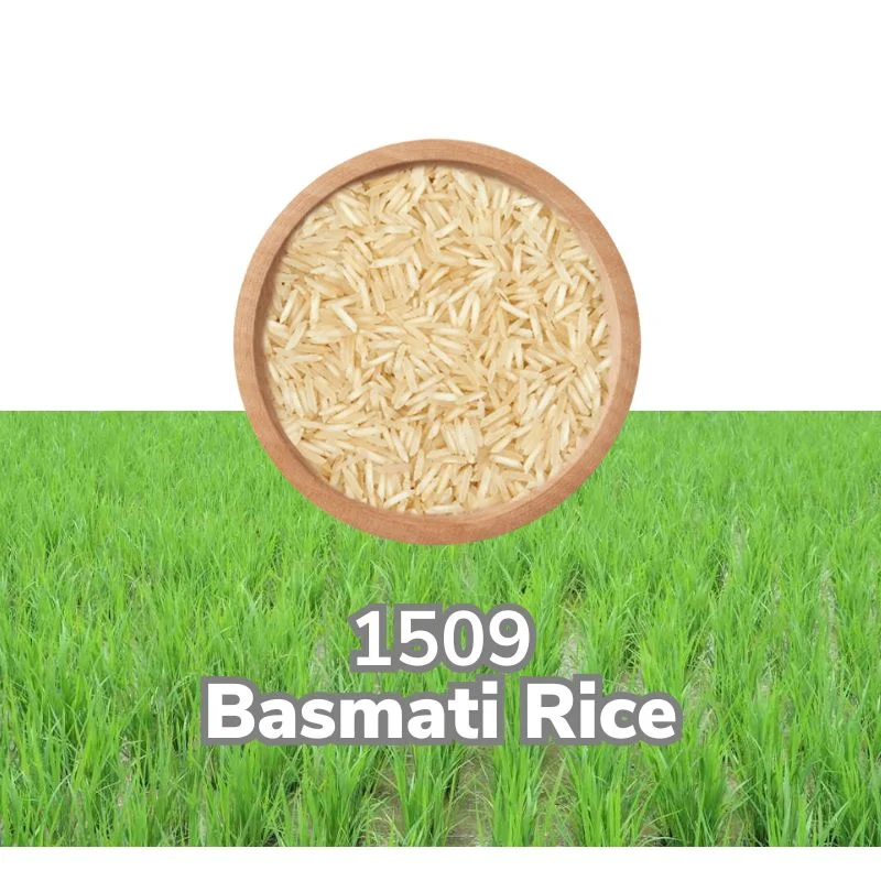 1509 basmati rice